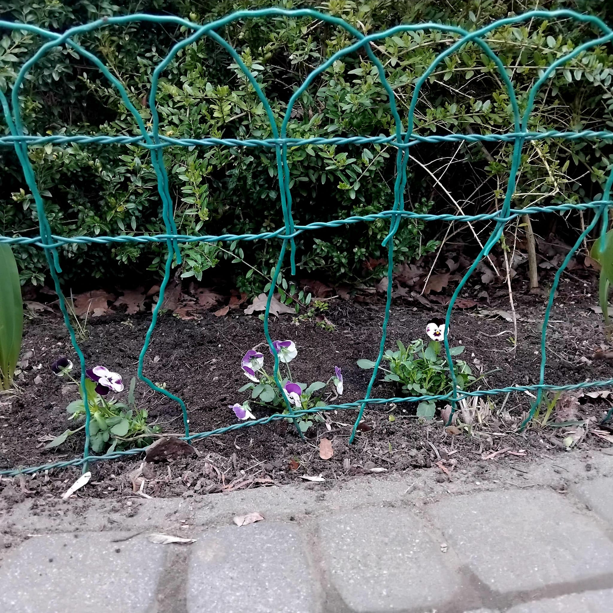 Kwiatki, bratki i stokrotki...